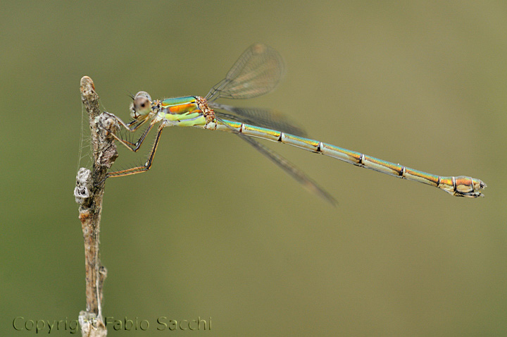 Chalcolestes parvidens, femmina